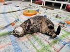 Adopt Bonnie a Spotted Tabby/Leopard Spotted Domestic Shorthair / Mixed cat in
