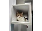 Adopt Elmira a Orange or Red Domestic Shorthair / Mixed Breed (Medium) / Mixed