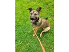 Adopt Darius a Brown/Chocolate - with Black Belgian Malinois / Boxer / Mixed dog
