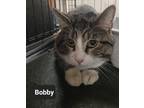 Adopt Bobby a Brown Tabby Domestic Shorthair / Mixed (short coat) cat in