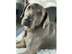 Adopt Duke a Gray/Blue/Silver/Salt & Pepper Weimaraner / Labrador Retriever dog