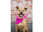 Adopt Lainey a Tan/Yellow/Fawn - with White Carolina Dog / Shar Pei / Mixed dog