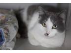 Adopt Dove a White Domestic Shorthair / Mixed Breed (Medium) / Mixed (short