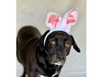 Adopt Lillian a Black - with White Basset Hound / Labrador Retriever / Mixed dog