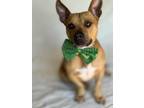Adopt Shorty a Tan/Yellow/Fawn - with White Basset Hound / American Pit Bull