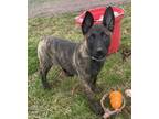 Adopt Miley Cyrus a Brindle Dutch Shepherd / Mixed dog in Pennigton