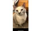 Adopt Cora a Calico or Dilute Calico Siamese (medium coat) cat in Beaufort