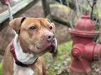 Adopt Bruno a Tan/Yellow/Fawn - with White American Staffordshire Terrier /