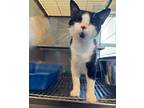 Adopt Pete a Domestic Shorthair / Mixed (short coat) cat in Wauchula