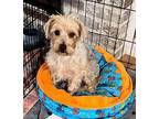 Bluebell Yorkie, Yorkshire Terrier Adult Female