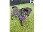 Adopt Londyn a Pug / Mixed dog in Gardena, CA (40992957)