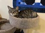 Adopt Scooch a Domestic Shorthair / Mixed (short coat) cat in Bloomington