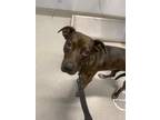 Adopt Nelly a Catahoula Leopard Dog / Mixed dog in Bloomington, IN (40725731)