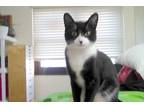 Adopt Mittens a Black & White or Tuxedo Domestic Shorthair cat in Cedartown