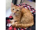 Adopt Katniss / AC 24180 C a Domestic Shorthair / Mixed (short coat) cat in