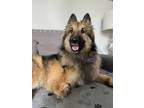 Adopt Squiggy a Brown/Chocolate - with Black Belgian Tervuren dog in los