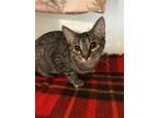 Adopt Queenie a Gray, Blue or Silver Tabby Domestic Shorthair / Mixed (short
