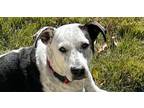 Adopt Lady (CP) a White - with Black Pointer / Pit Bull Terrier dog in Dallas
