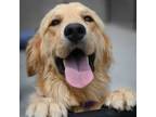Adopt Penny a White Golden Retriever / Mixed dog in Louisville, KY (37326943)