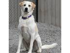 Adopt Callie the Great Pyr a White Great Pyrenees / Border Collie dog in