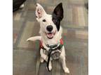 Adopt Ahi a White - with Black Border Collie / Australian Kelpie / Mixed dog in