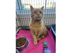 Adopt Chonk a American Shorthair / Mixed (medium coat) cat in Van Wert