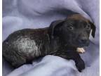 Adopt Hefty Huey a Terrier (Unknown Type, Small) / Mixed dog in El Dorado