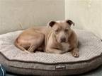 Adopt Rocco a Tan/Yellow/Fawn American Pit Bull Terrier / Mixed dog in Franklin