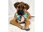 Adopt Matt a Brown/Chocolate Boxer / Mixed Breed (Medium) / Mixed (short coat)