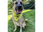 Adopt sammy a Black German Shepherd Dog / Mixed Breed (Medium) / Mixed (short
