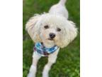 Adopt Tenshi a White Poodle (Miniature) / Bichon Frise / Mixed dog in Phoenix