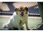 Adopt GILGU a White - with Brown or Chocolate Corgi / Pug / Mixed dog in Agoura