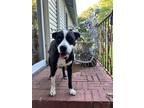 Adopt Deeboh a Black - with White American Pit Bull Terrier / Labrador Retriever