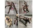 Adopt Roo a Brown/Chocolate American Pit Bull Terrier / Mixed Breed (Medium) /