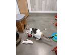Adopt Daisy a Calico or Dilute Calico Domestic Shorthair (short coat) cat in