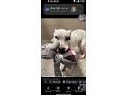 Adopt Dora a Black - with White Australian Cattle Dog / American Pit Bull