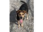 Adopt Sally a Australian Cattle Dog / Mixed dog in Batesville, AR (40853636)