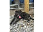 Adopt Zena a Australian Cattle Dog / Mixed dog in Batesville, AR (40852491)