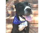 Adopt Wally a Black - with White Pit Bull Terrier / American Staffordshire