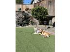 Adopt Bunny and Clyde a Red/Golden/Orange/Chestnut - with White Chiweenie / Jack