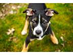 Adopt Eugene a Black - with Tan, Yellow or Fawn Labrador Retriever / Australian