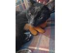 Adopt Queenie a Black (Mostly) American Shorthair / Mixed (short coat) cat in