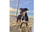 Adopt Miley--SPONSORED ADOPTION FEE a Black Jack Russell Terrier / Australian