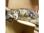 Adopt Missy Mama a Gray, Blue or Silver Tabby Domestic Shorthair (short coat)