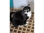 Adopt Baby Biscuits a White (Mostly) American Shorthair cat in St.