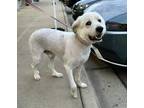 Adopt George a White Great Pyrenees / Mixed dog in Wake Forest, NC (40883470)