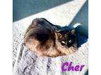 Adopt Cher a Domestic Longhair / Mixed (long coat) cat in Nashville
