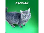 Adopt Caspian a Domestic Longhair / Mixed (long coat) cat in Nashville