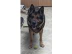 Adopt Mack a German Shepherd Dog / Mixed dog in Neillsville, WI (40773213)