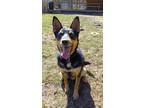 Adopt Duke a Brown/Chocolate Shepherd (Unknown Type) / Mixed Breed (Medium) /
